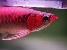 Super red sumo 48 CM up