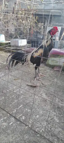 Ayam Bangkok jalak brakot