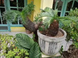 Tanaman Hias Unik SIKAS Bercabang 6