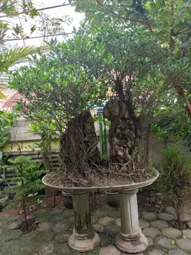 BONSAI Beringin On The Rock