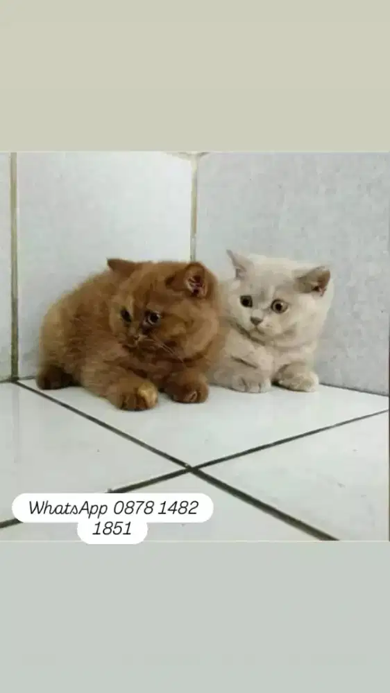 menjual berbagai jenis kucing persia