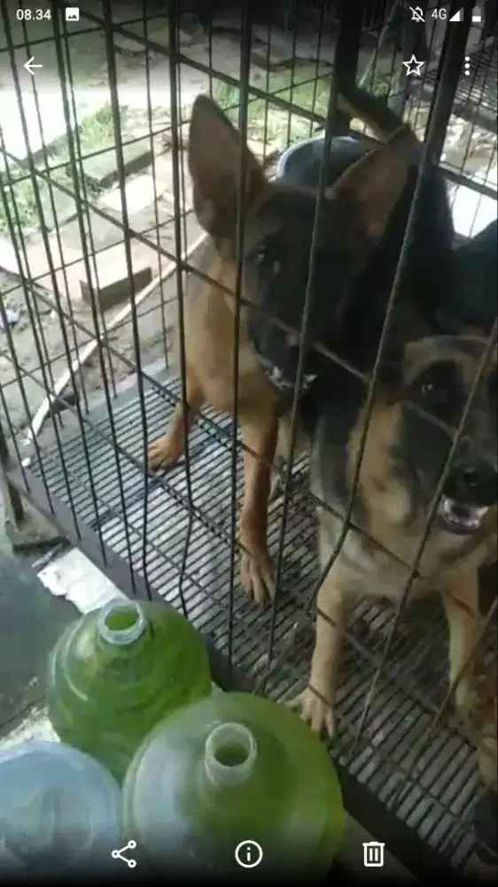 Herder  ( bogor)