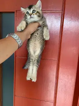 British shorthair golden