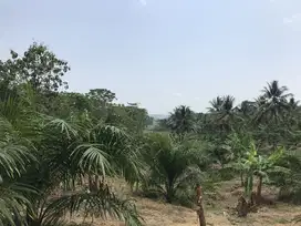 Dijual cepat tanah di Pandeglang