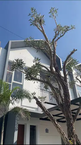 Pesona Mata Residence Rumah Konsep Villa Samping Malang Sky Land