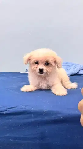 Open Adopt Maltipoo DOB Juni 25