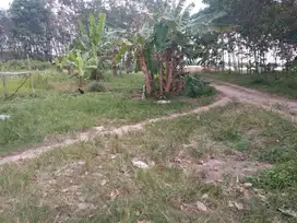 Dijual tanah  ( 1,2 Hektar) di Pangkalan Benteng Sukomoro Banyuasin