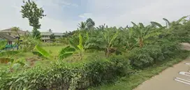 Tanah Dijual Cepat Di Jl. Bunar Saga, Balaraja, Tangerang