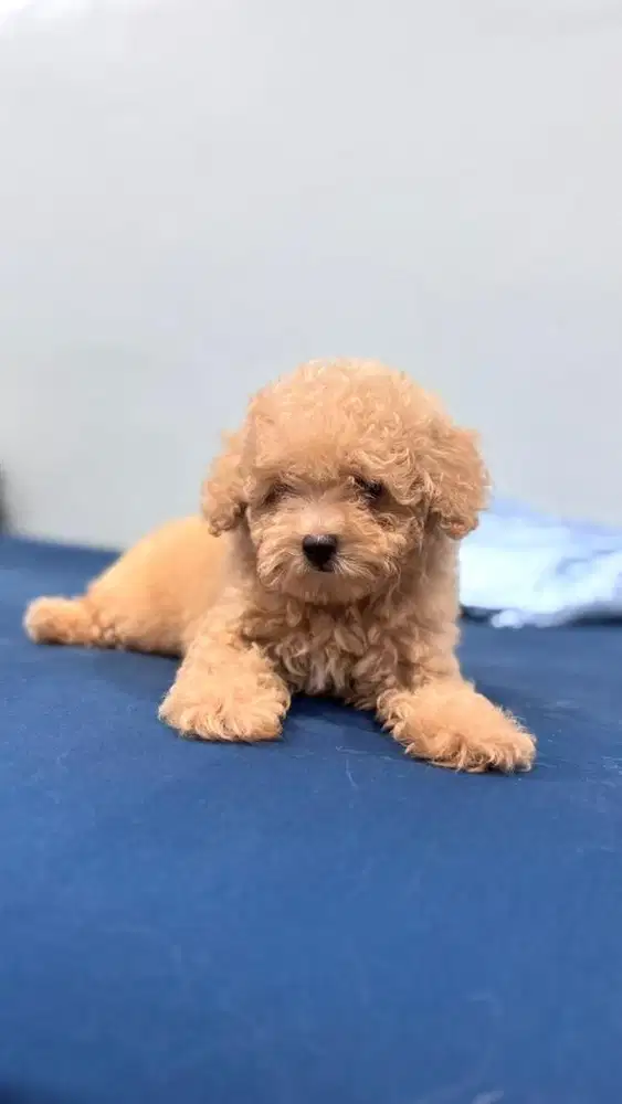 Toy Poodle Dob Juni ‘25 Apricot Lincah dan Aktif