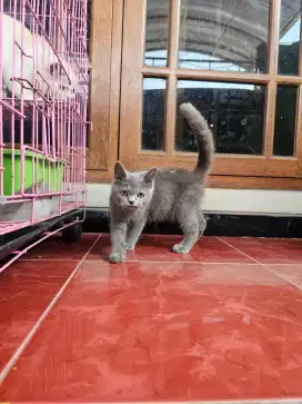 KUCING BSH JANTAN 6 BULAN