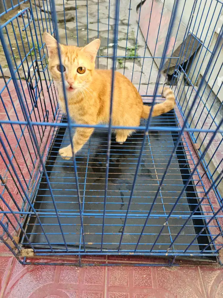KUCING BSH MIXDOM JANTAN 6 BULAN