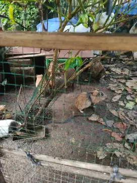 Jual Marmut langsung aja pilih sendiri kesini