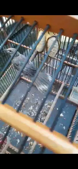 Cucak rowo anakan hutan trah blorok