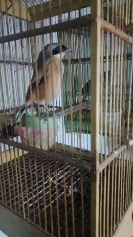 cendet atau toed jawa bunyi