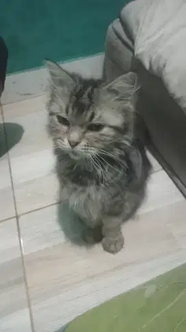 Lepas adopsi Kucing persia long hair bulu kapas betina dewasa perawan