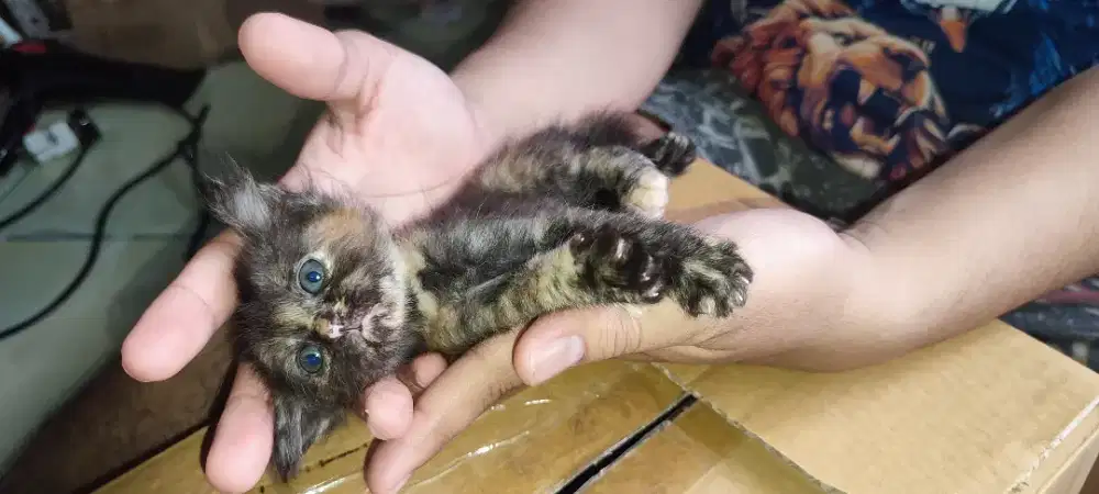 Anak kan usia 2 bulan yg minat tnyya tnyya aja dulu gpp