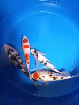 Mix 4 ekor koi semi Shotbody bagus untuk kolam dan koleksi