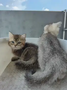 Lepas Adopt Kitten BSH Silver dan BSH Golden Black