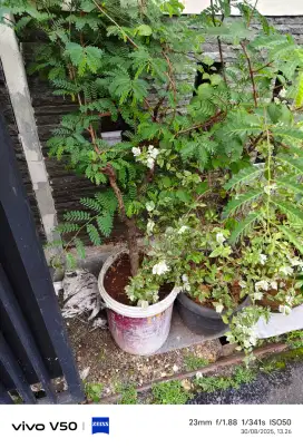 Pohon Asem Usia 6 tahun an dari Biji