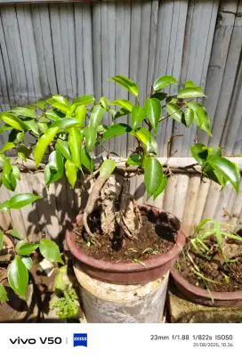 Bonsai Beringin On The Rock 1