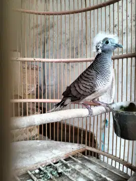 Perkutut Lokal Jambul Songgo Ratu - Jantan