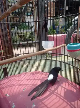 Murai batu trucuk