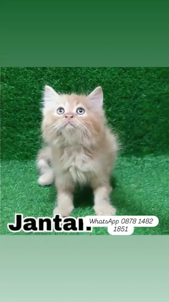 Jual berbagai jenis kucing