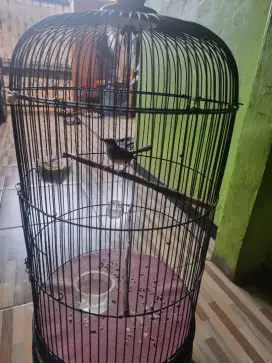 Burung Ciblek Semi Kristal Gacor