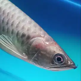 Arowana Red Pearl