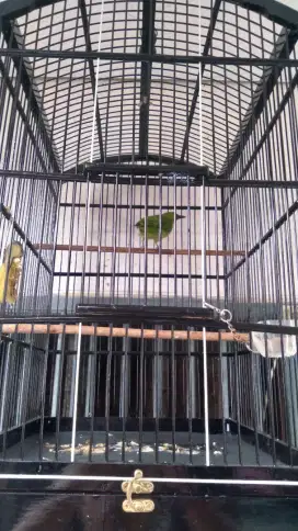 Burung Murai Fullset