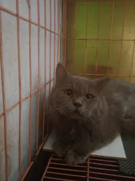 Kucing Persia sepasang