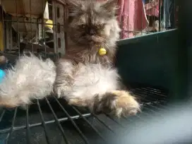 kucing persia flatnose