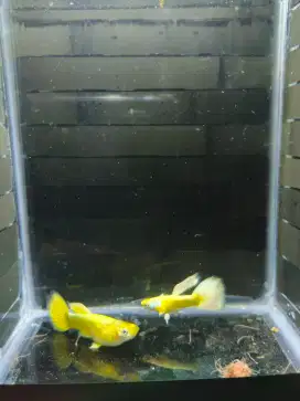 Guppy full gold