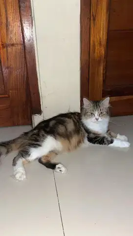 Lepas adopt bermahar