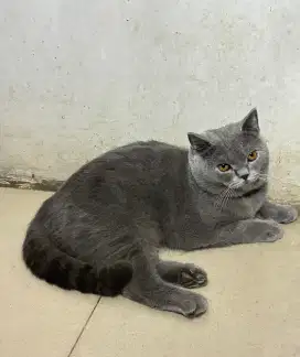 BSH Blue Gembul 1 tahun Jantan Pure British Shorthair Parents All PED