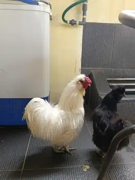Ayam Amerika sepasang