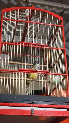 Burung cucak jenggot jawa gacor cucak jenggot beset gacor murai gacor