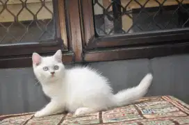 Bsh betina white blue eyes