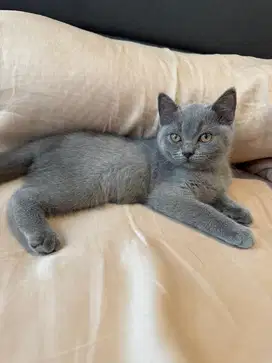 British Shorthair Kitten Jantan Warna Solid Blue