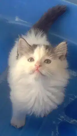 Kitten bulu kapas longhair