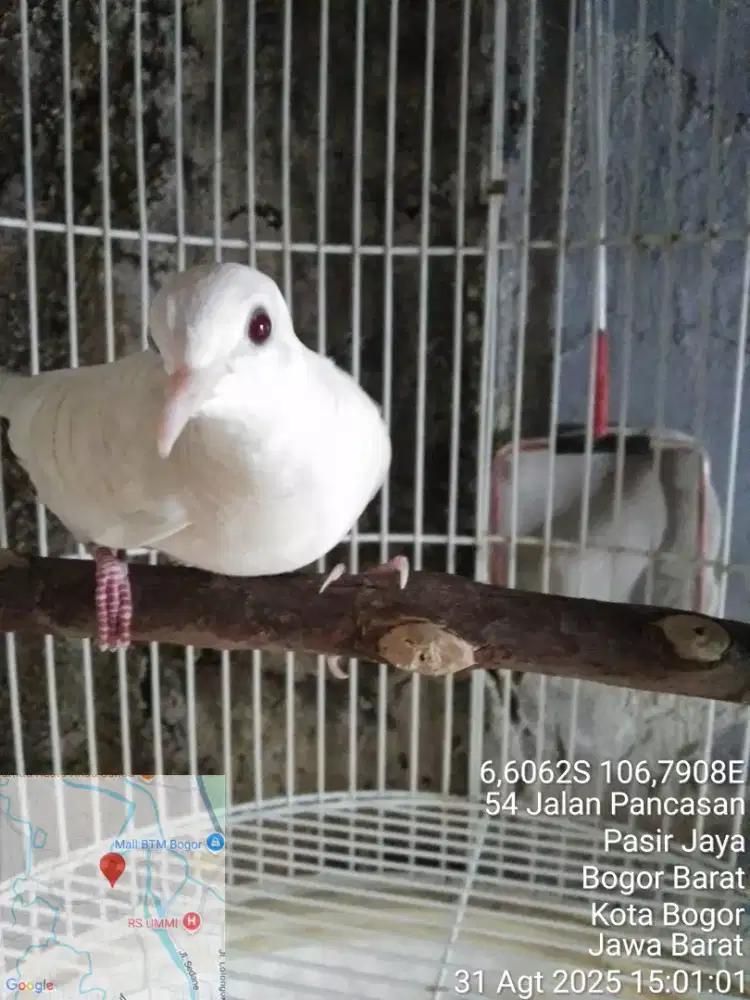 Perkutut Putih Gachor