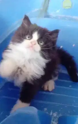 Kitten bulu kapas longhair