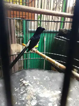 Murai batu Medan blorok