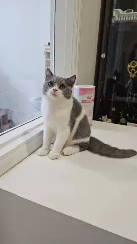 Kucing BSH PEDIGREE kitten (pure bsh)
