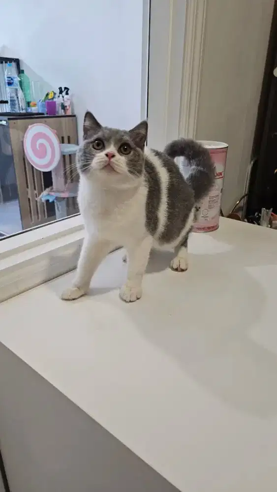 Kucing BSH PEDIGREE kitten (pure bsh)