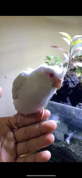 Lolohan Falk albino mata merah
