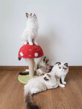 Open Adopt Ragdoll cat