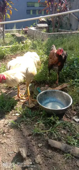 BISMILLAH JUAL AYAM SEMI BAGKOK 1 PASANG