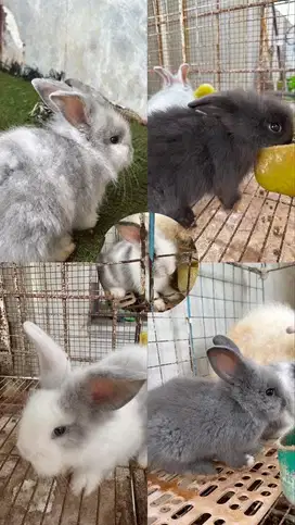 Anak kelinci anggora