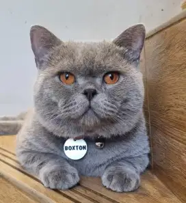 JASA PACAK KUCING BRITISH SHORTHAIR